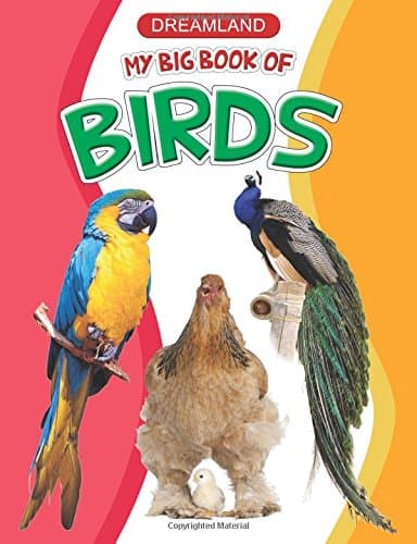 My Big Book of Birds (পেপারব্যাক) | My Big Book of Birds (Paperback)