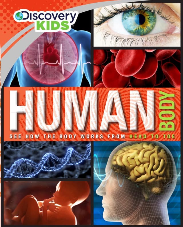 Human Body See How the Body Works From Head to toe (হার্ডকভার) | Human Body See How the Body Works From Head to toe (Hardcover)