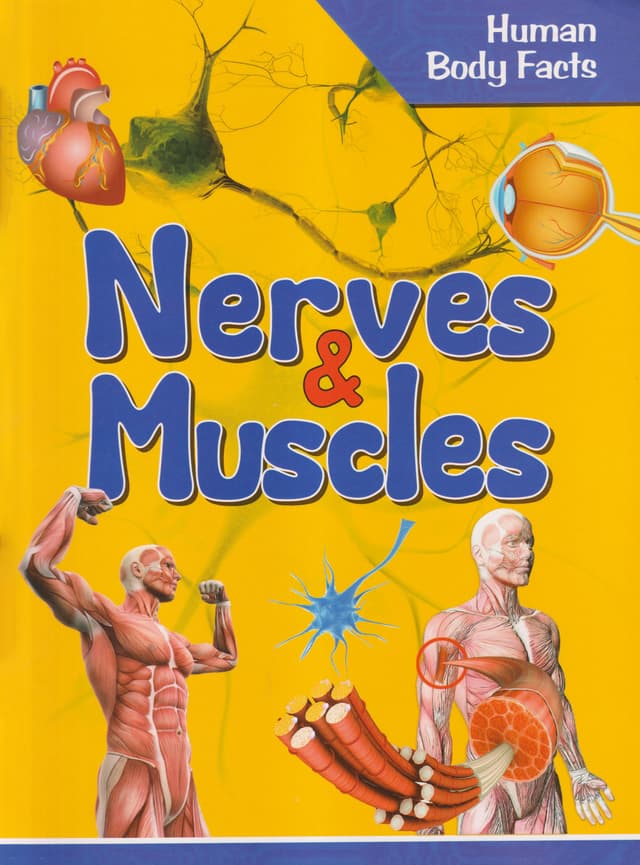 Nerves & Muscles - Human Body Facts (পেপারব্যাক) | Nerves & Muscles - Human Body Facts (Paperback)
